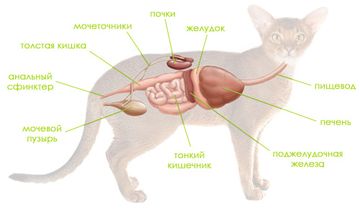 Гепатит у кошек: симптомы и лечение, прогноз