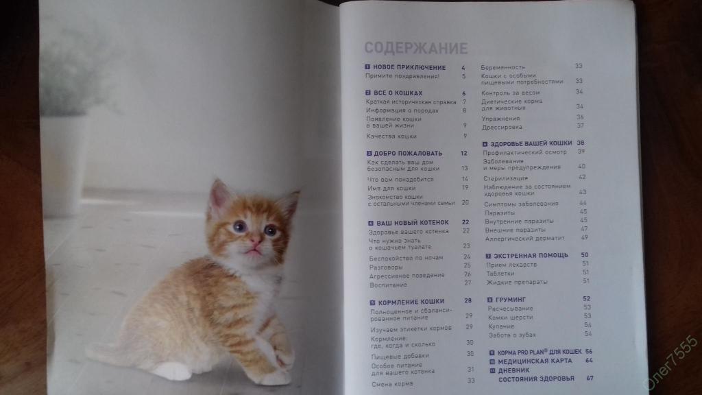 Что нужно для котенка в квартире: список