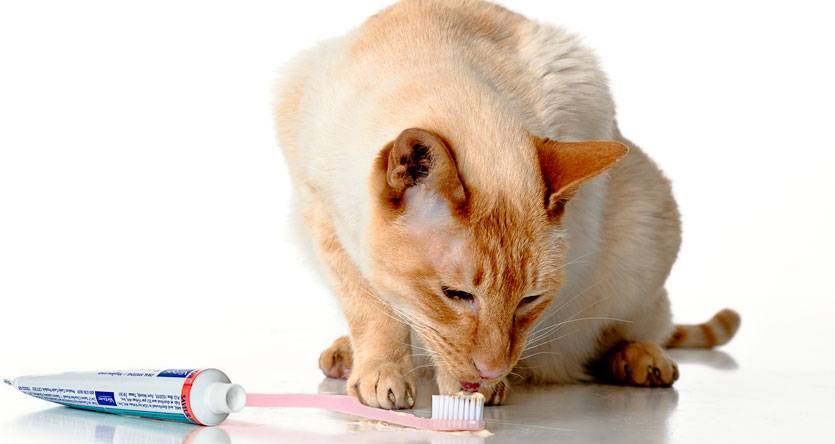 Как почистить зубы коту: варианты в домашних условиях