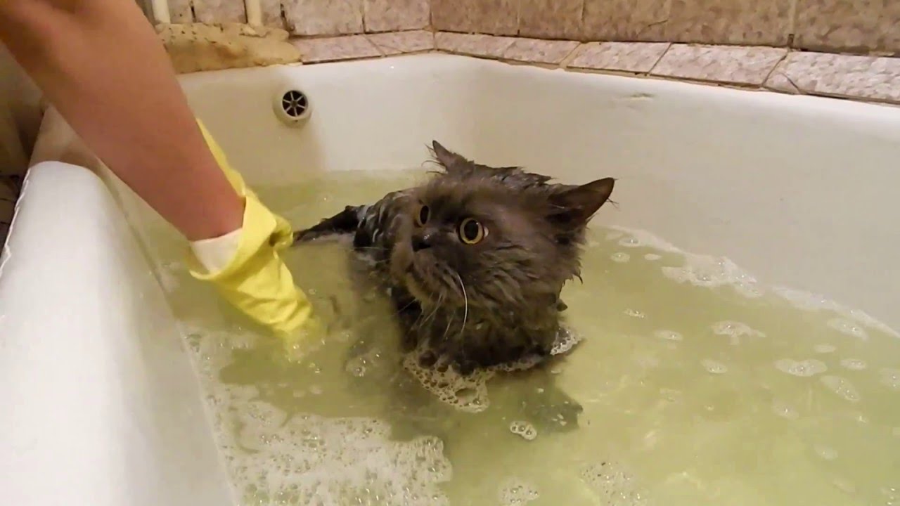 Почему кошки боятся воды — причины страха купания