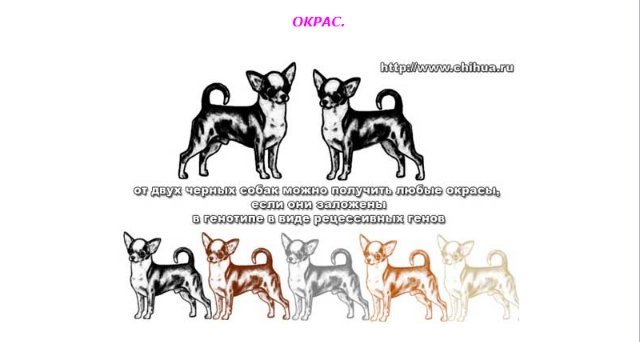 Чихуахуа: разновидности, окрасы и типы собак