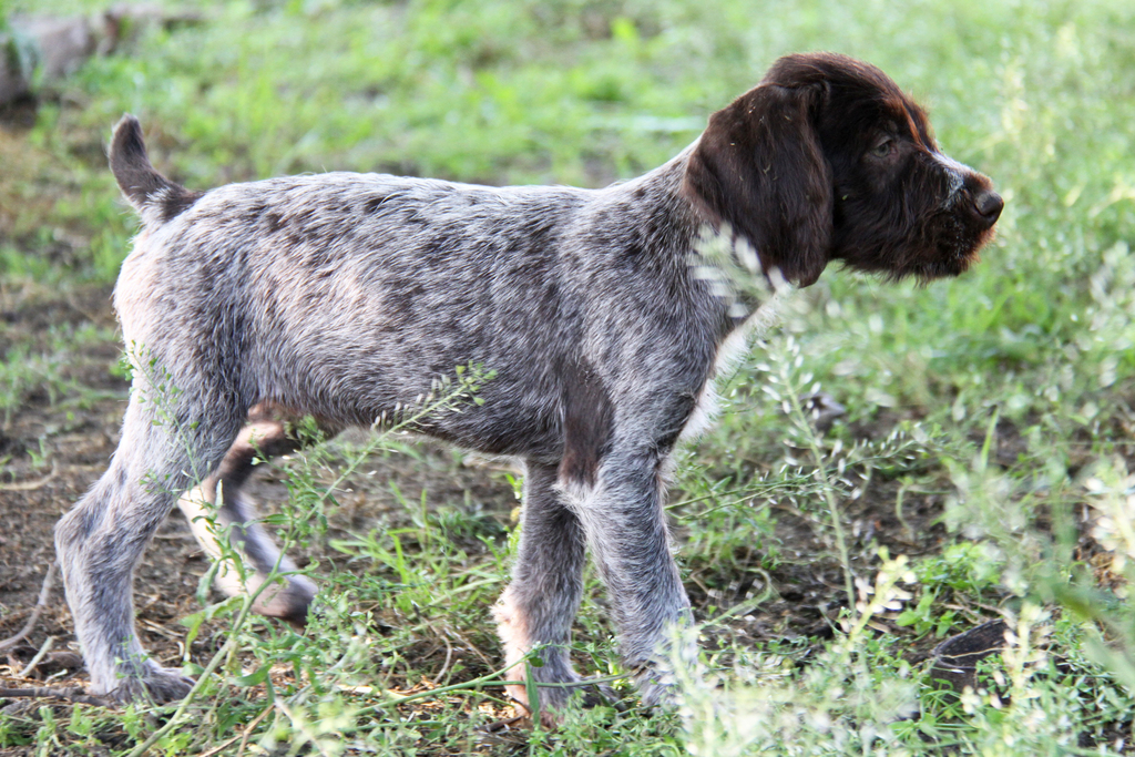 Дратхаар (немецкая жесткошерстная легавая) — порода собак