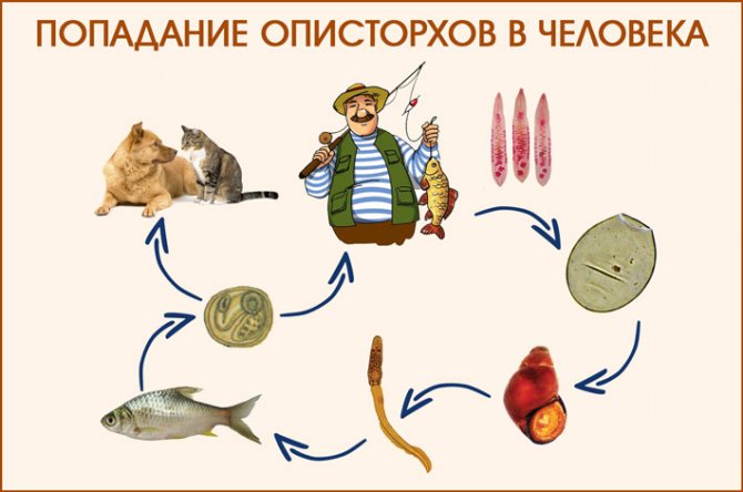 Описторхоз у кошек и котов