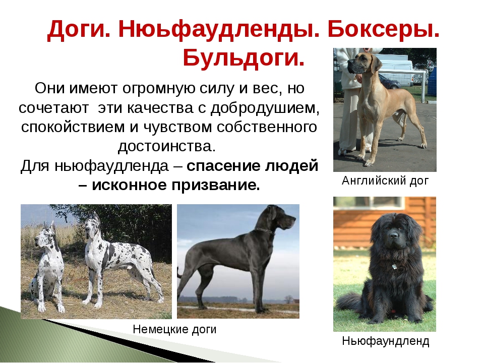 Доги: благородные гиганты собачьего мира