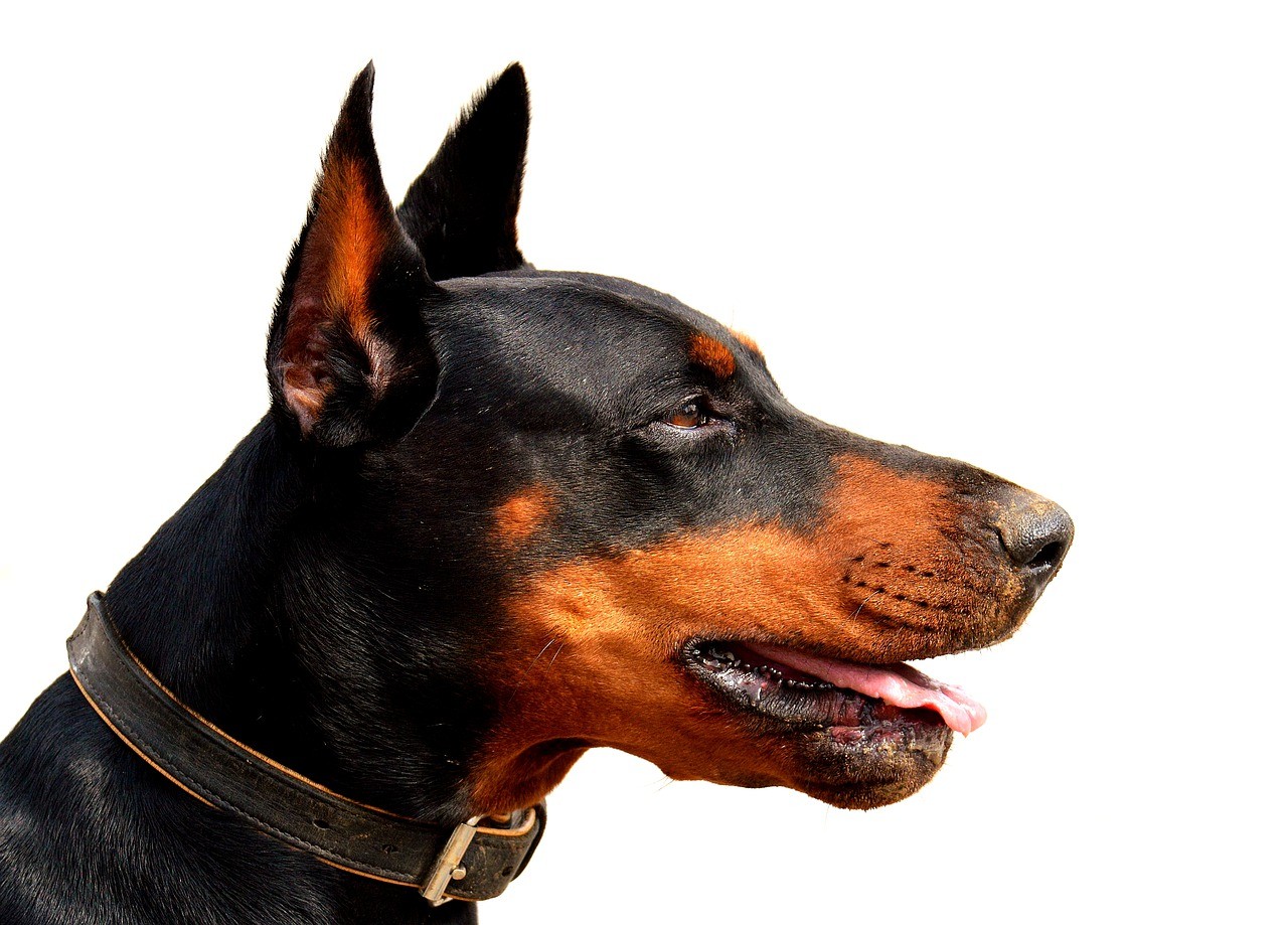Доберман: характеристика породы, все о собаках