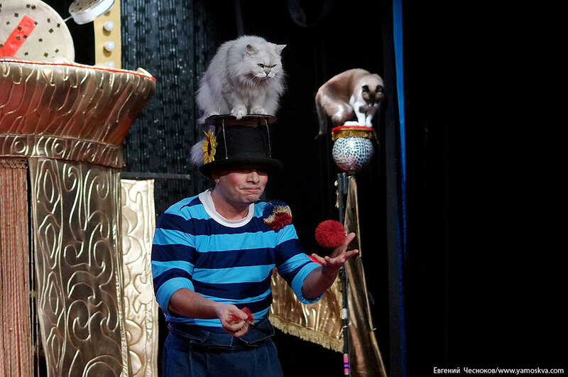 Юрий Куклачев и его кошки: видео