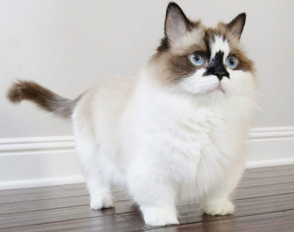Коротколапые кошки — разновидности пород и особенности ухода