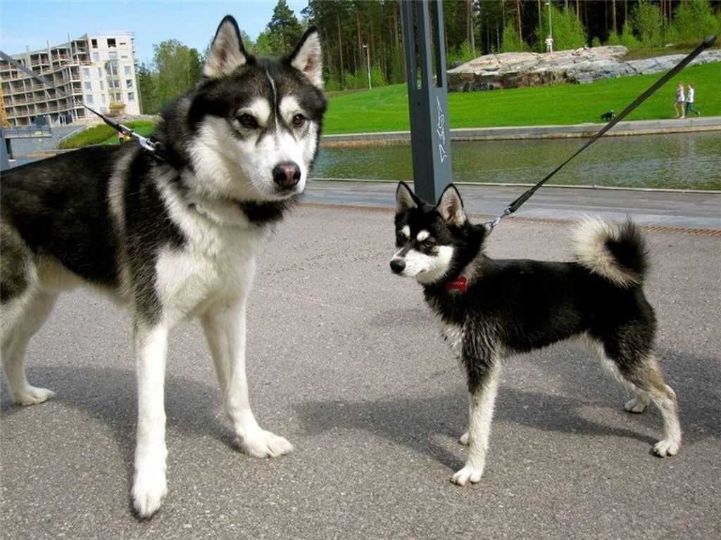 Собаки похожие на хаски: породы крупнее и меньше