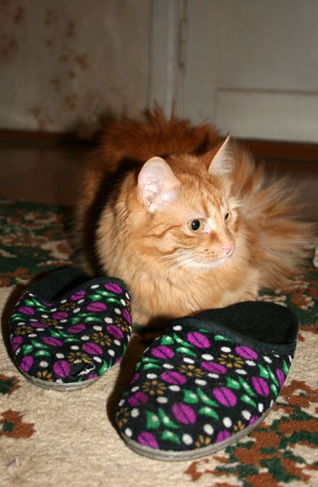 Как научить кота приносить тапочки — это реально!