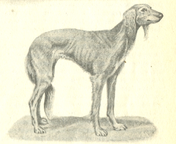 Салюки (порода собак): описание и рост борзой персидской